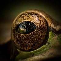 Frogs Eye View - Linda Rodgers